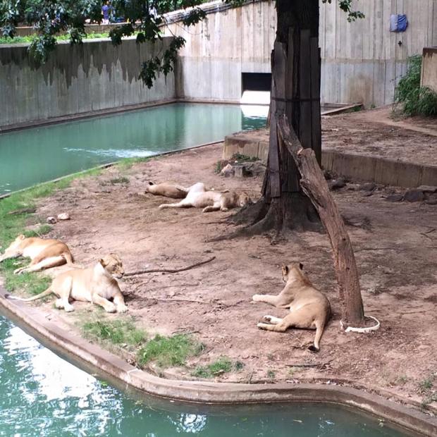 lions at the zoo